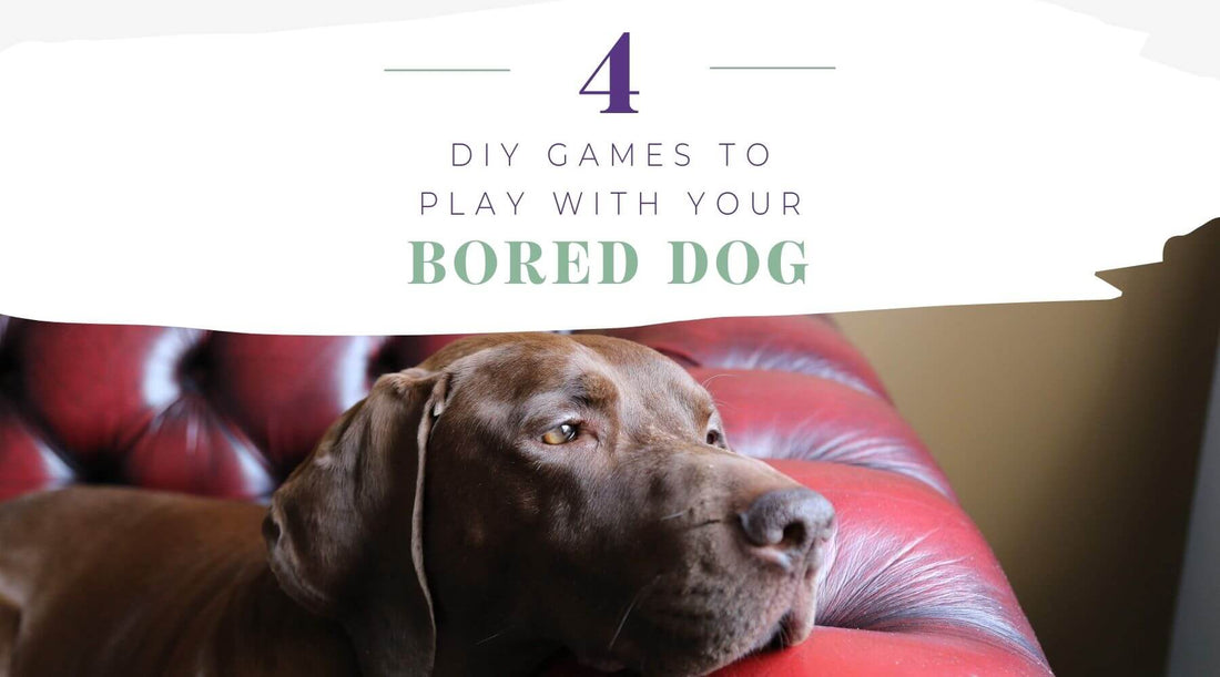 4 DIY Dog Brain Games