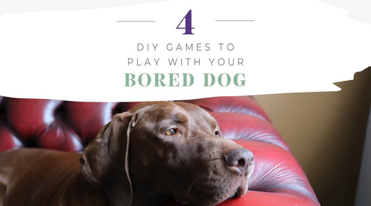4 DIY Dog Brain Games