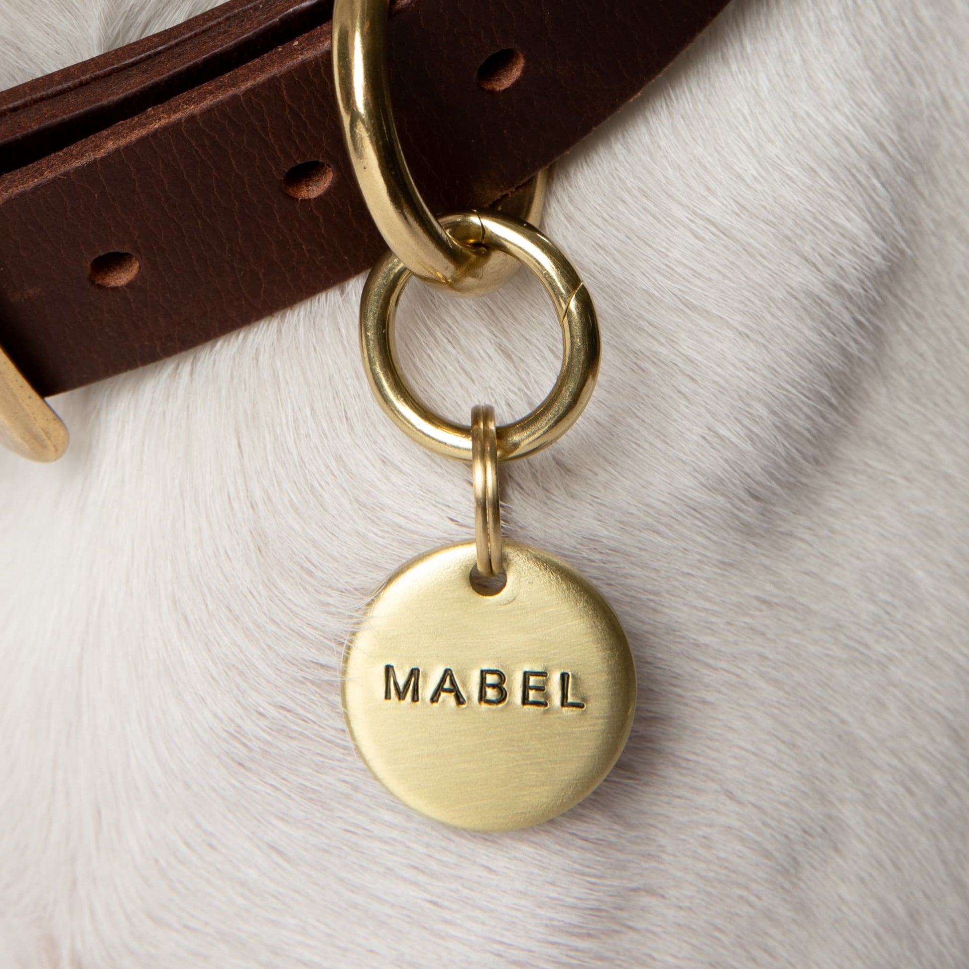 Gold dog tag with 'MABEL' engraved on a brown leather collar.
