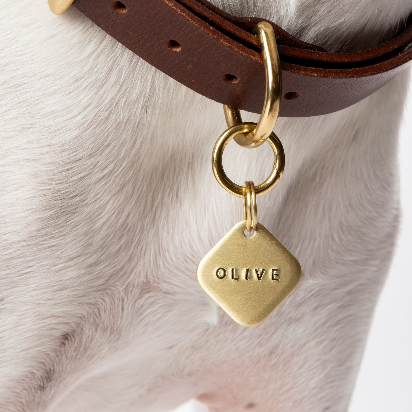 Close-up of a dog name tag on brown leather collar on a white dog.