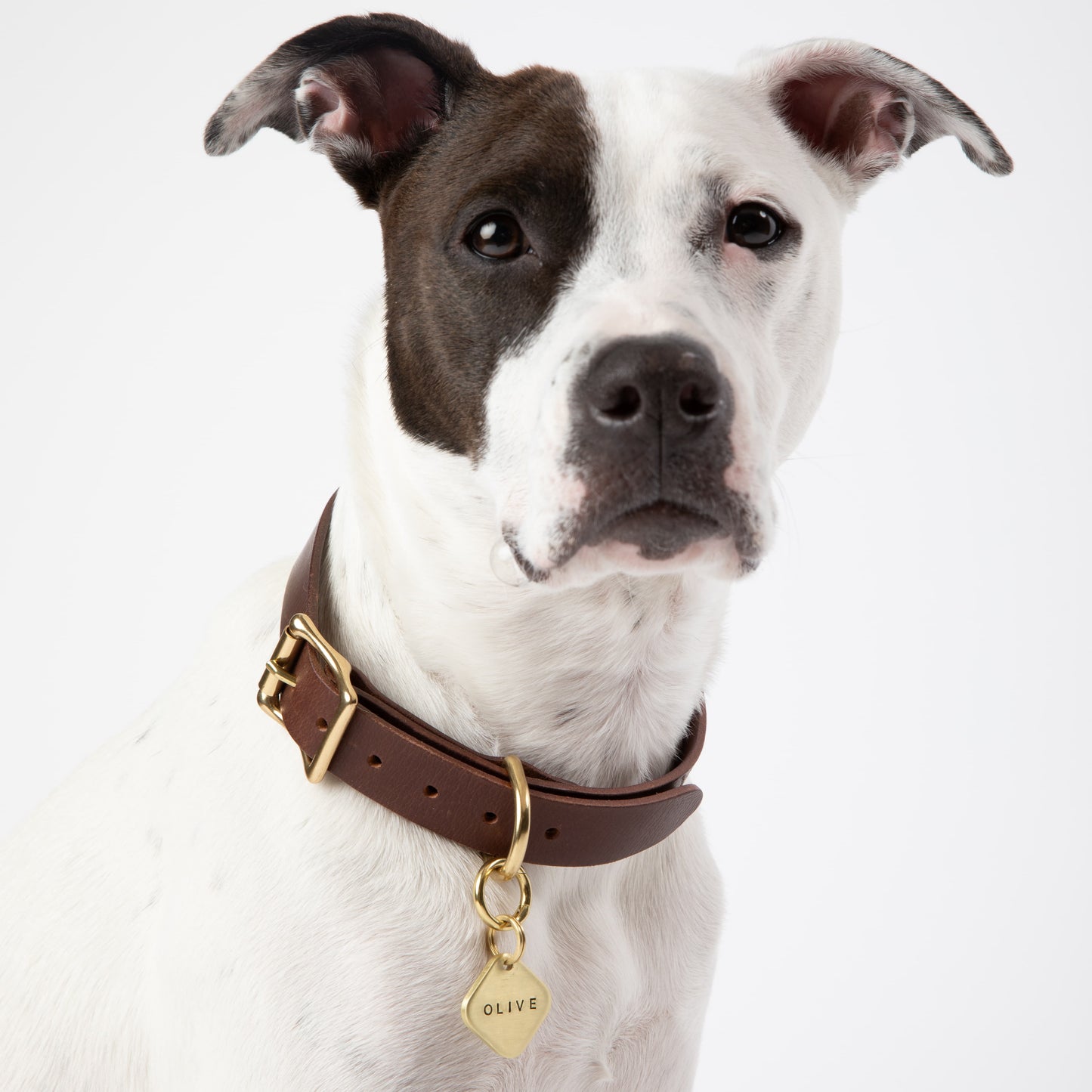 Dog wearing a brown leather collar with a gold tag on a white background