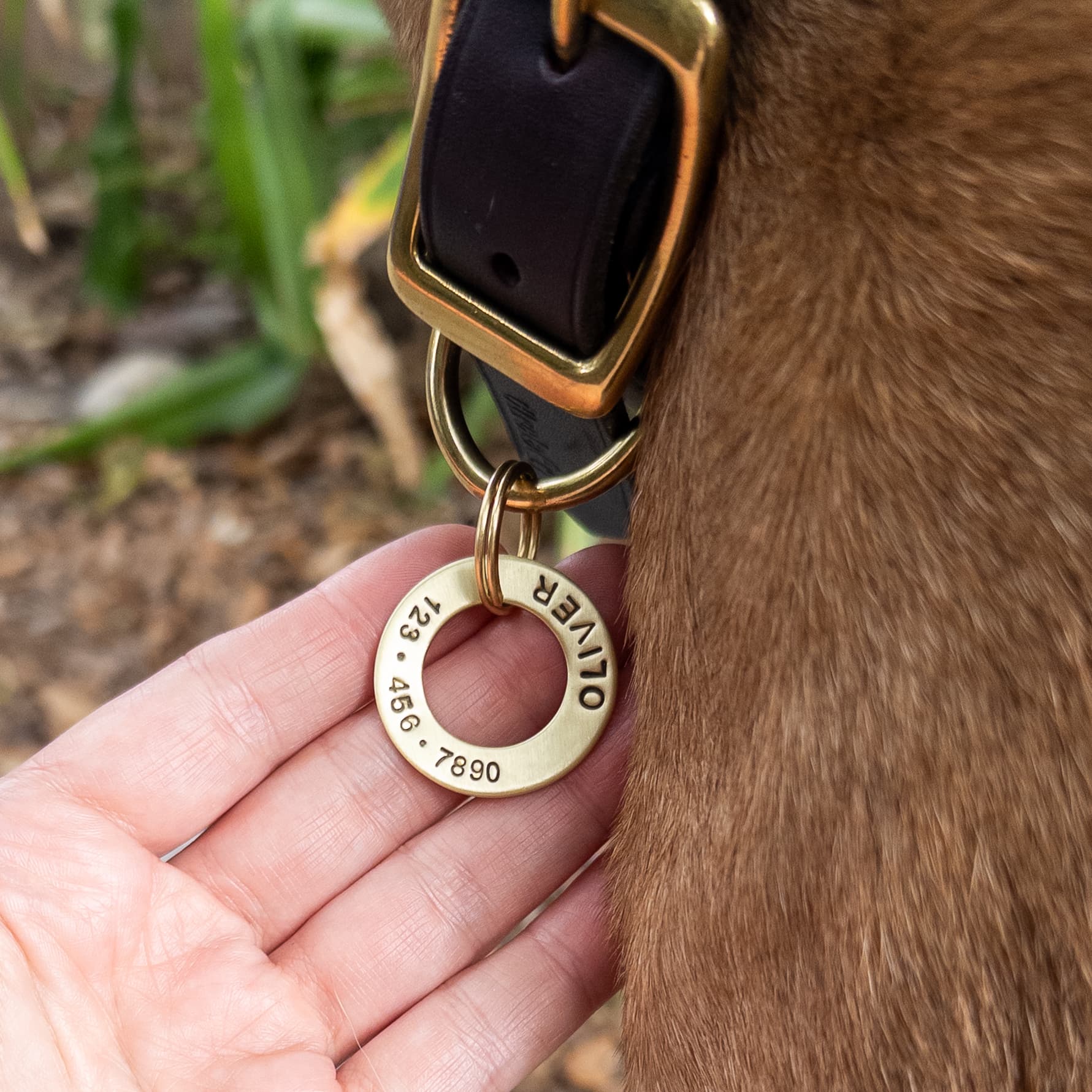 A brass washer-style dog tag with text, attached to a dog collar via a small ring, held in a person's hand.
