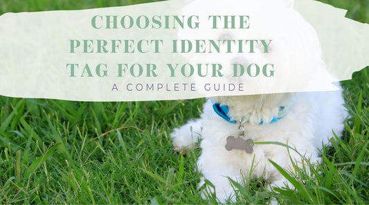 Choosing the Best Tag for Dogs: A Complete Guide
