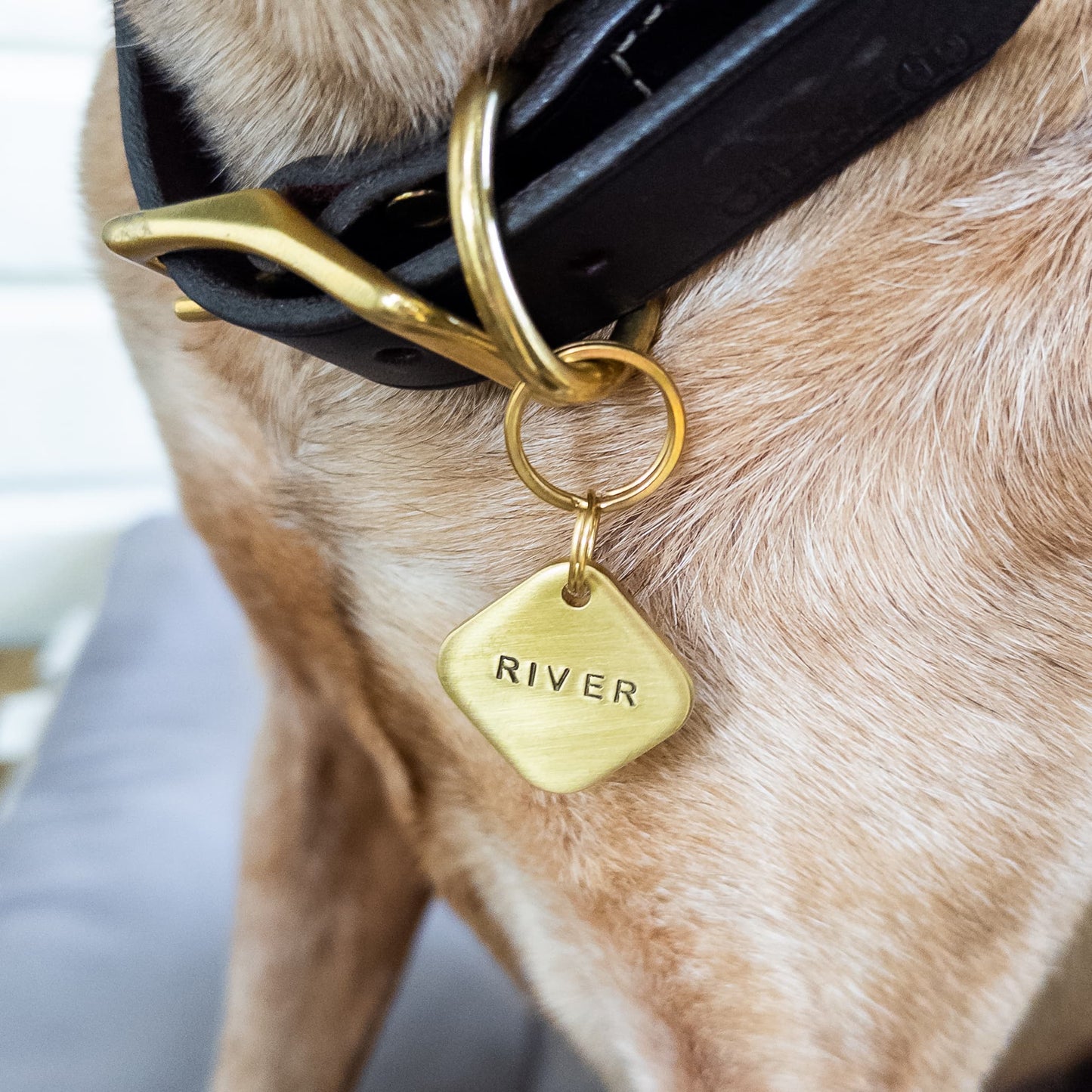 Diamond shaped dog tag on dogs collar with brass hardware.
