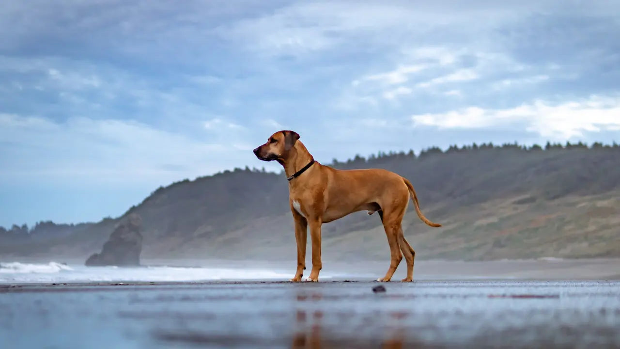 Dog standing on beach.