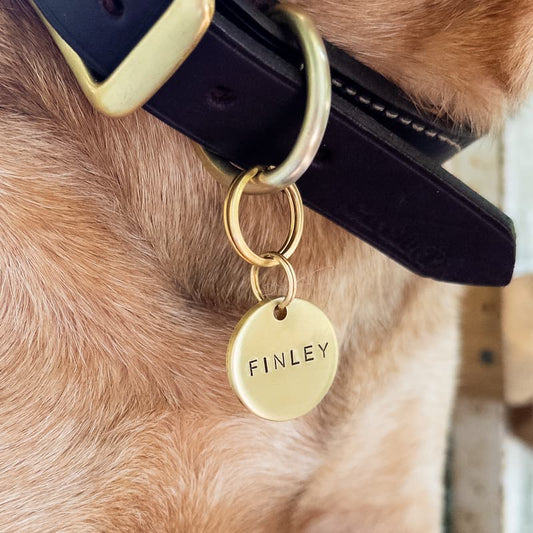 Round brass dog tag on dogs collar. 